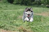 CHIEN FINNOIS DE LAPONIE 150
